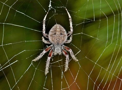 蜘蛛出現 原因|蜘蛛はなぜ発生する？家に寄ってくる理由と嫌いな理。